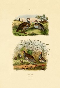 Grey Partridge by French School
